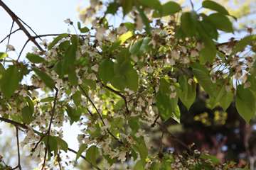 بهار دانشگاه 1399